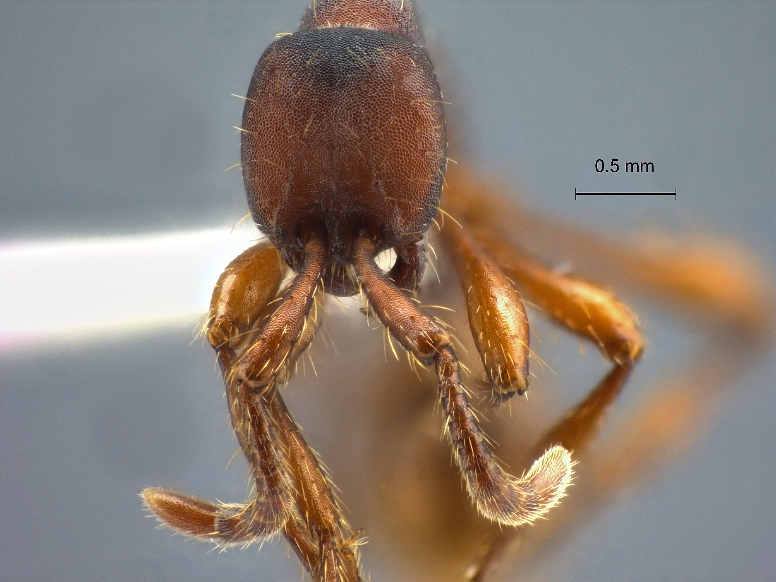 Foto Aenictus punctatus Jaitrong & Yamane frontal