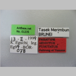 Aenictus punctatus Jaitrong & Yamane Label