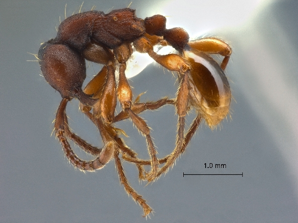 Aenictus punctatus Jaitrong & Yamane lateral