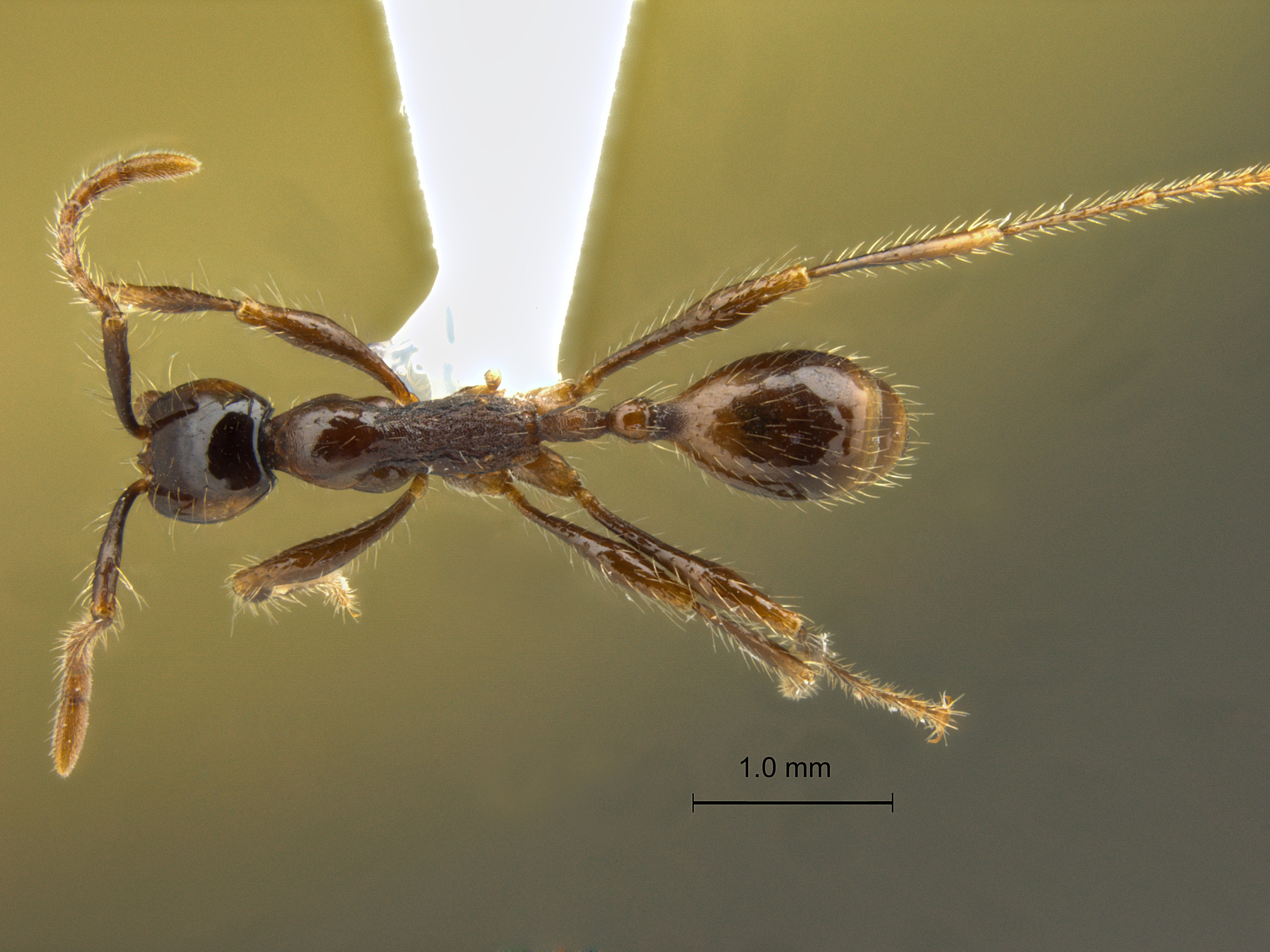 Foto Aenictus siamensis Jaitrong et Yamane, 2013 dorsal