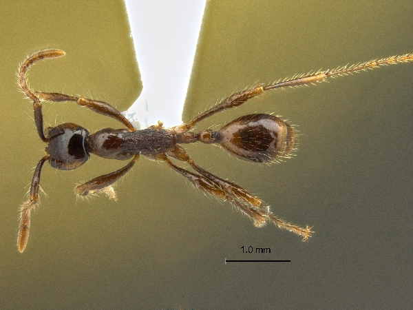 Aenictus siamensis Jaitrong et Yamane, 2013 dorsal