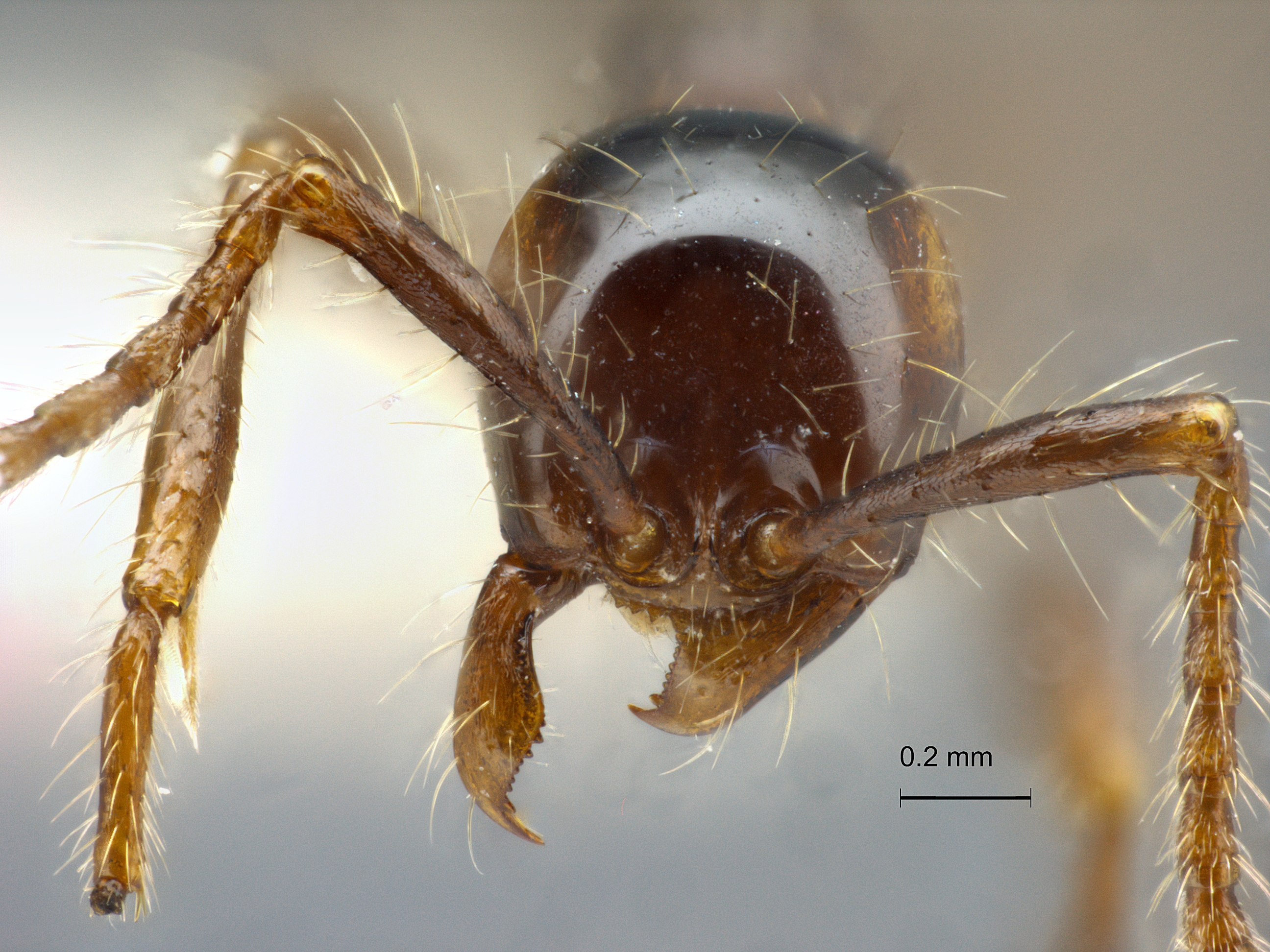 Foto Aenictus siamensis Jaitrong et Yamane, 2013 frontal