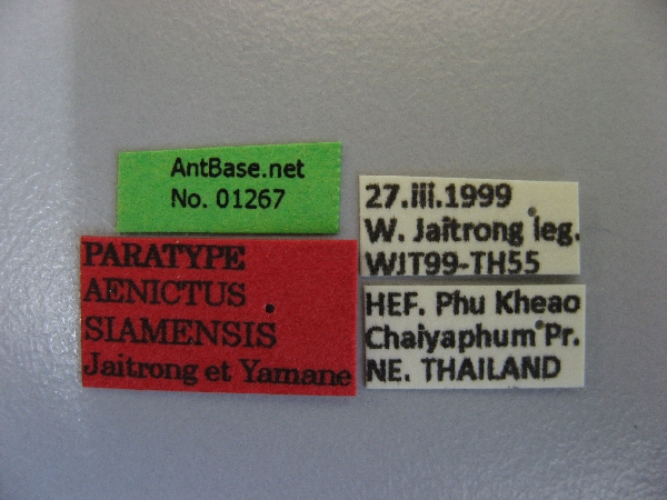 Foto Aenictus siamensis Jaitrong et Yamane, 2013 Label