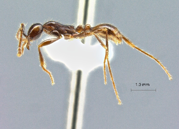 Aenictus siamensis Jaitrong et Yamane, 2013 lateral