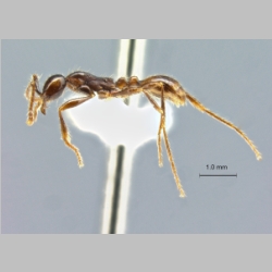 Aenictus siamensis Jaitrong et Yamane, 2013 lateral