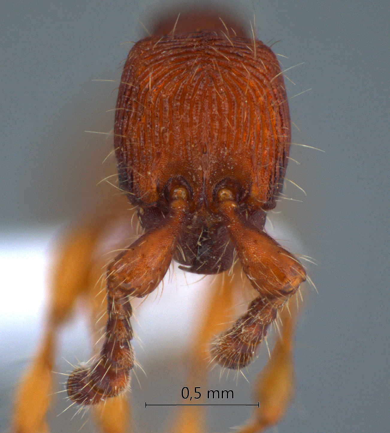 Foto Aenictus silvestrii Wheeler,1929 frontal