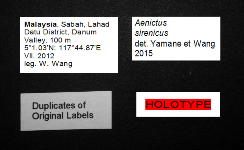 Foto Aenictus sirenicus Seiki Yamane et Wendy Wang, 2015 Label