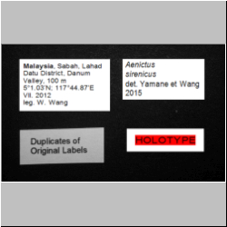 Aenictus sirenicus Seiki Yamane et Wendy Wang, 2015 Label