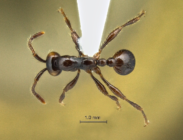 Aenictus sonchaengi Jaitrong et Yamane, 2013 dorsal