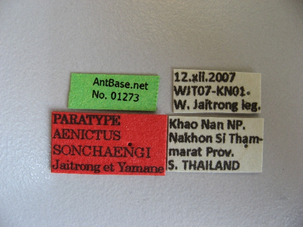 Foto Aenictus sonchaengi Jaitrong et Yamane, 2013 Label