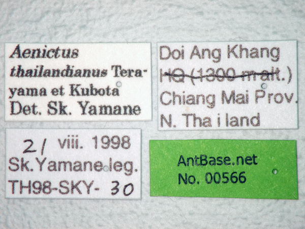 Foto Aenictus thailandianus Terayama & Kubota, 1993 Label