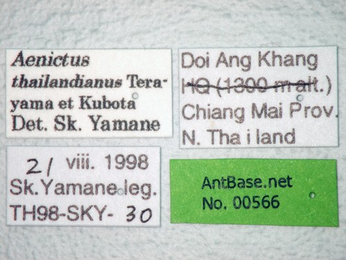 Aenictus thailandianus Terayama & Kubota, 1993 Label