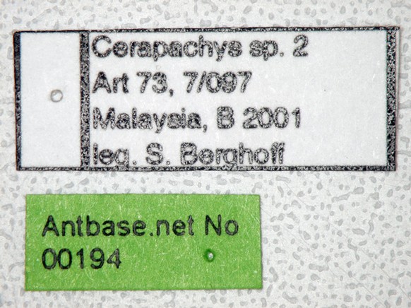 Cerapachys 2 Label