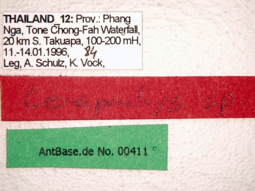 Cerapachys sp 1 Label