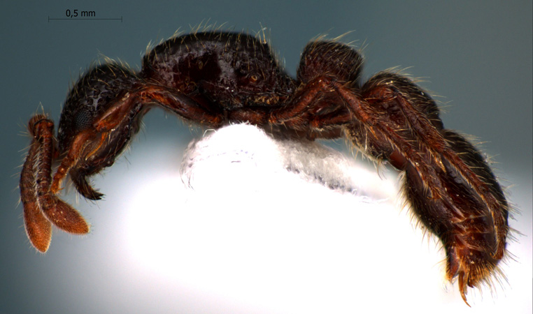 Cerapachys sp 1 lateral