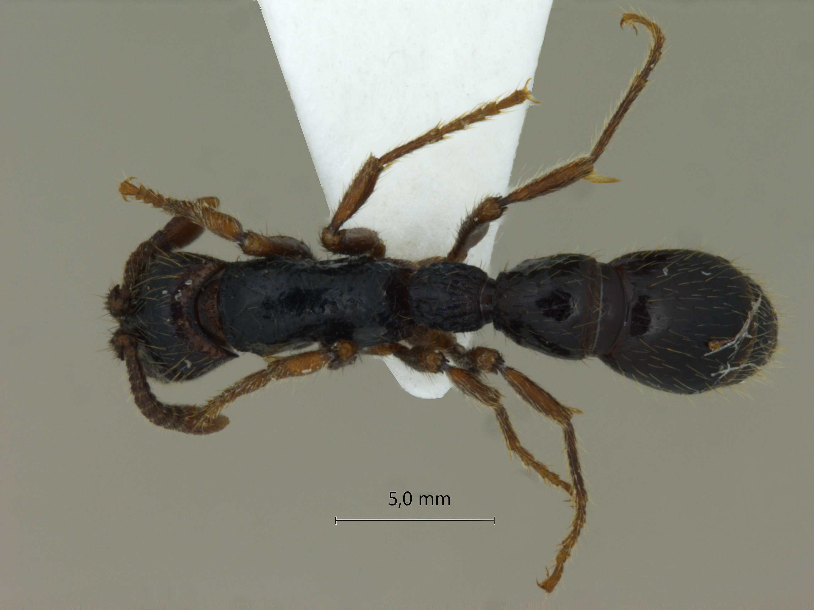 Foto Cerapachys sulcinodis Emery, 1889 dorsal