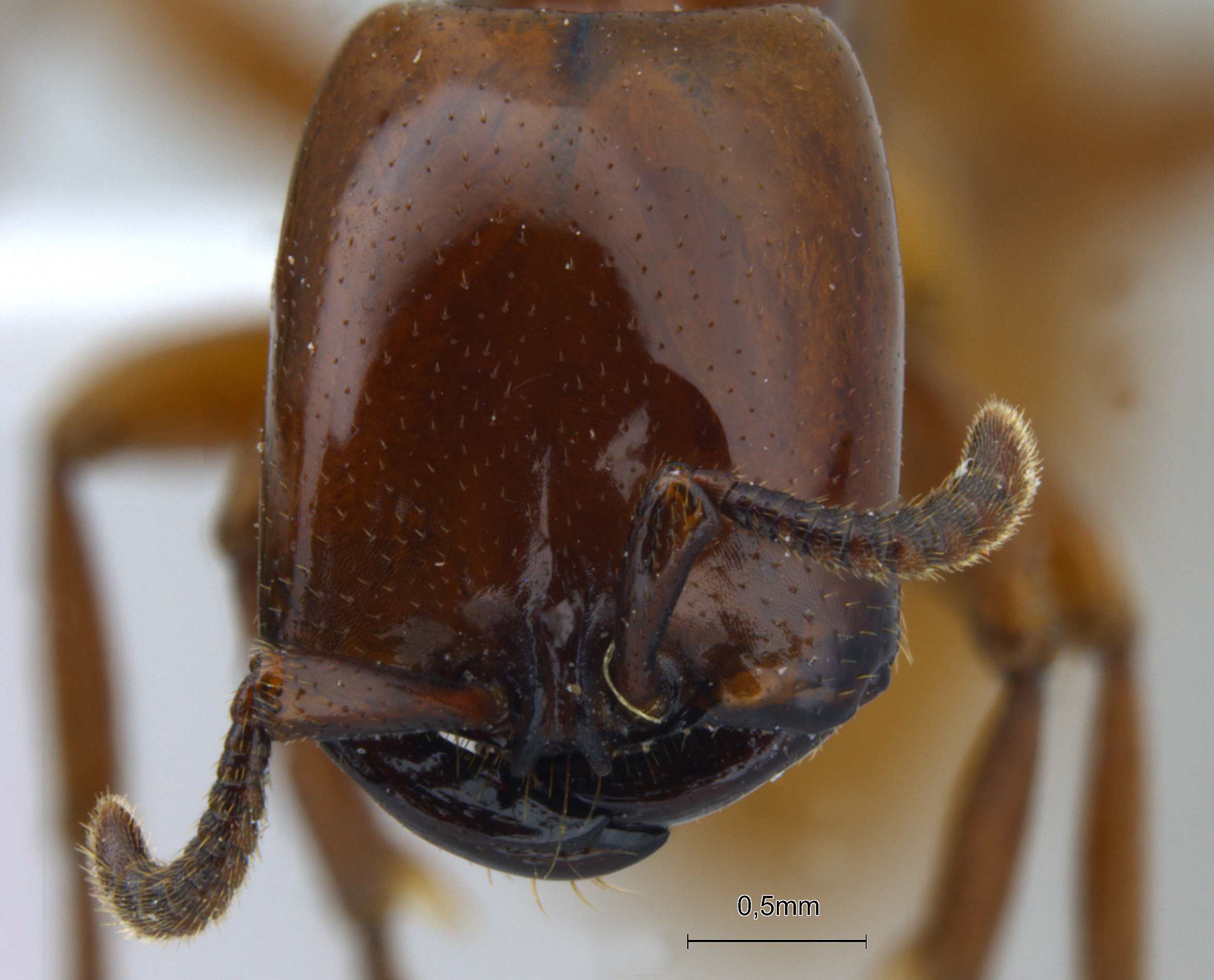 Foto Dorylus labiatus Shuckard, 1840 frontal