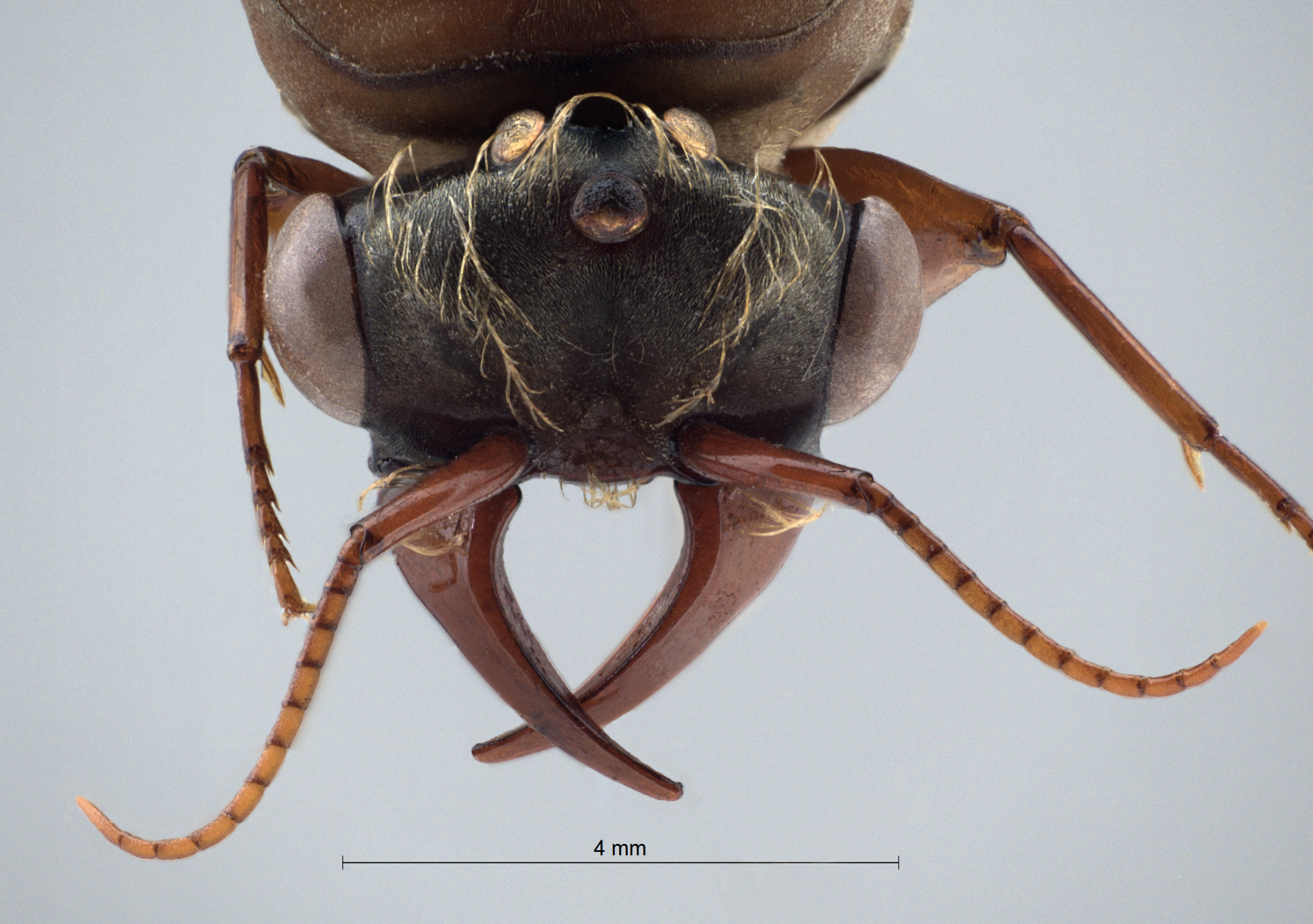 Foto Dorylus nigricans Illiger, 1802 frontal