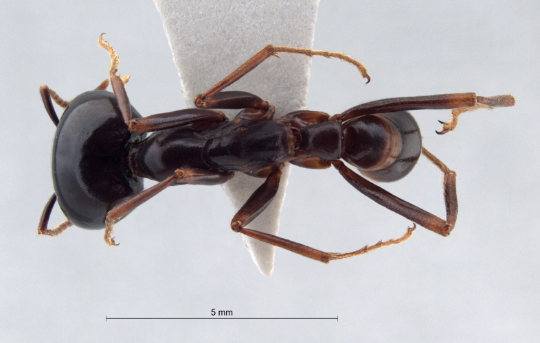 Dorylus nigricans Illiger, 1802 dorsal