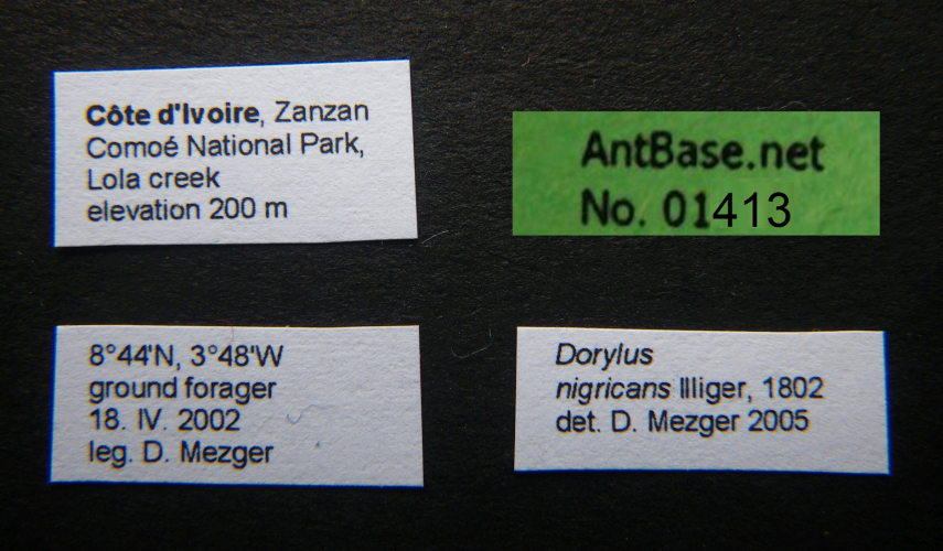 Dorylus nigricans Illiger, 1802 Label