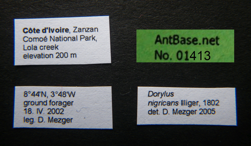 Dorylus nigricans Illiger, 1802 Label