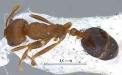 Dorylus sp. 1 dorsal