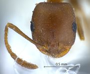 Dorylus sp. 1 frontal