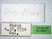 Dorylus sp. 1 Label