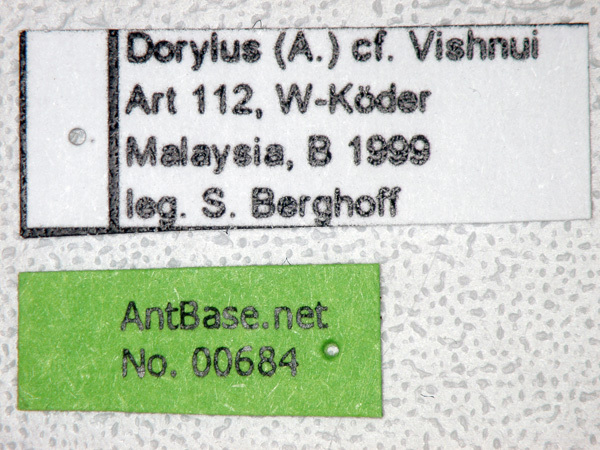 Foto Dorylus vishnui Wheeler,1913 Label