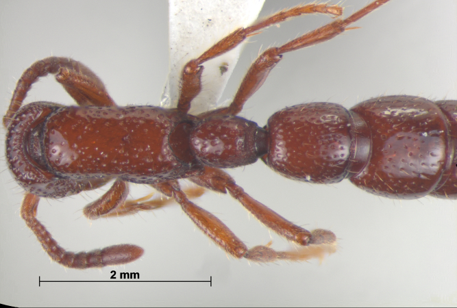 Eusphinctus furcatus Emery, 1893 dorsal