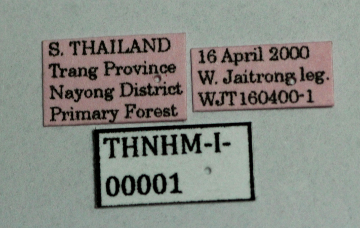 Eusphinctus furcatus Emery, 1893 Label