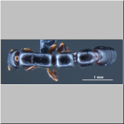 Simopone yunnanensis Zhilin Chen et al., 2015 dorsal