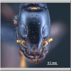 Simopone yunnanensis Zhilin Chen et al., 2015 frontal