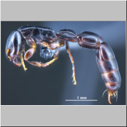 Simopone yunnanensis Zhilin Chen et al., 2015 lateral