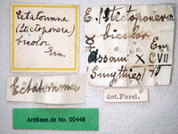 Gnamptogenys bicolor Emery, 1889 Label
