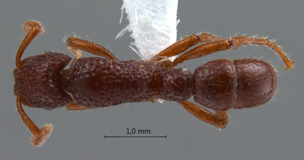 Foto Gnamptogenys biloba Lattke, 2004 dorsal