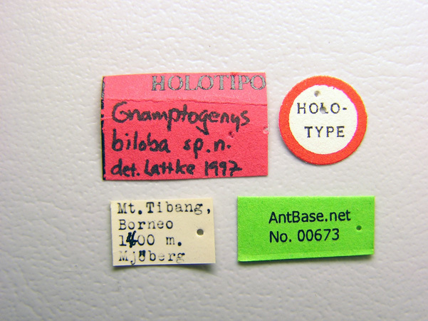 Foto Gnamptogenys biloba Lattke, 2004 Label