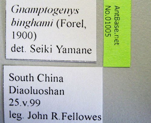 Gnamptogenys binghamii Forel,1900 Label
