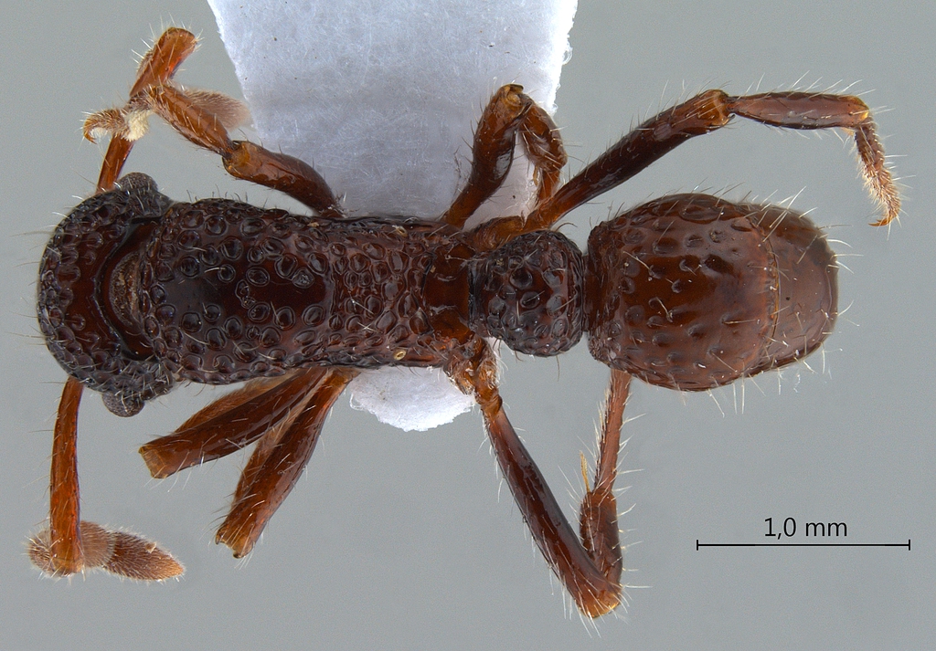 Foto Gnamptogenys binghamii Forel,1900 dorsal