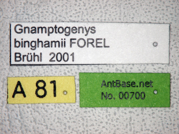 Foto Gnamptogenys binghamii Forel,1900 Label