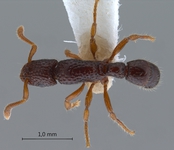 Gnamptogenys chapmani Brown, 1958 dorsal