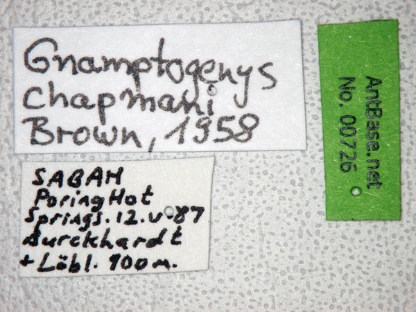 Foto Gnamptogenys chapmani Brown, 1958 Label