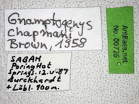 Gnamptogenys chapmani Brown, 1958 Label