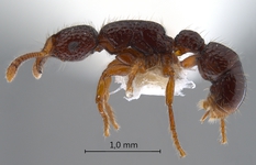 Gnamptogenys chapmani Brown, 1958 lateral