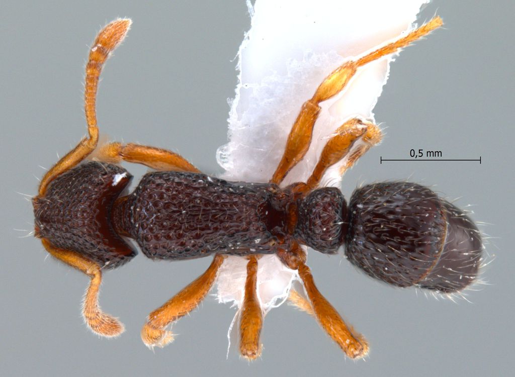 Foto Gnamptogenys cribrata Emery, 1900 dorsal