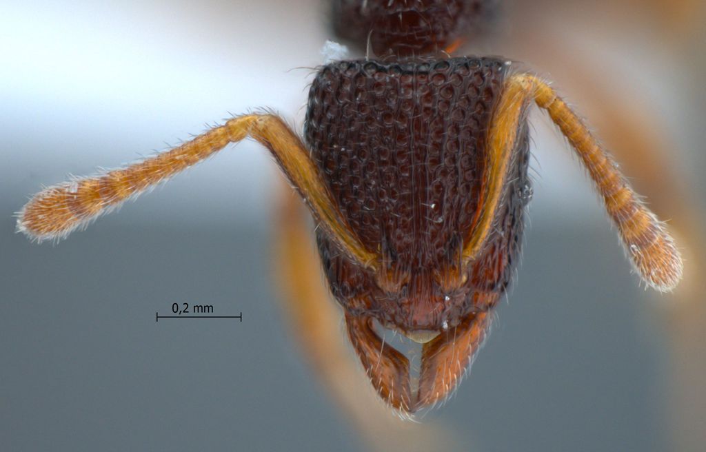 Foto Gnamptogenys cribrata Emery, 1900 frontal