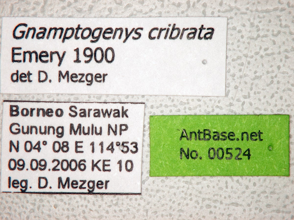 Foto Gnamptogenys cribrata Emery, 1900 Label