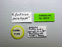 Gnamptogenys fontana Lattke, 2004 Label