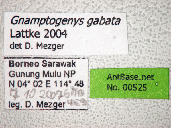 Foto Gnamptogenys gabata Lattke, 2004 Label