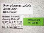 Gnamptogenys gabata Lattke, 2004 Label